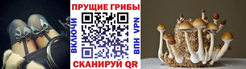 Псилоцибиновые грибы мицелий  даркнет официальный сайт  Новая Ладога 